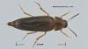 Anisoxya fuscula